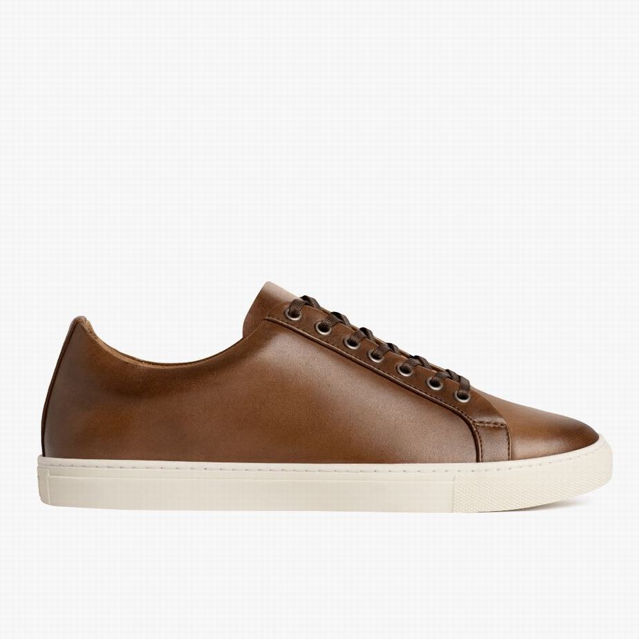 Brown Thursday Boots Premier Women Low-Top Sneakers | HLJ106LT