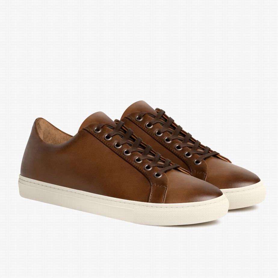 Brown Thursday Boots Premier Women Low-Top Sneakers | HLJ106LT